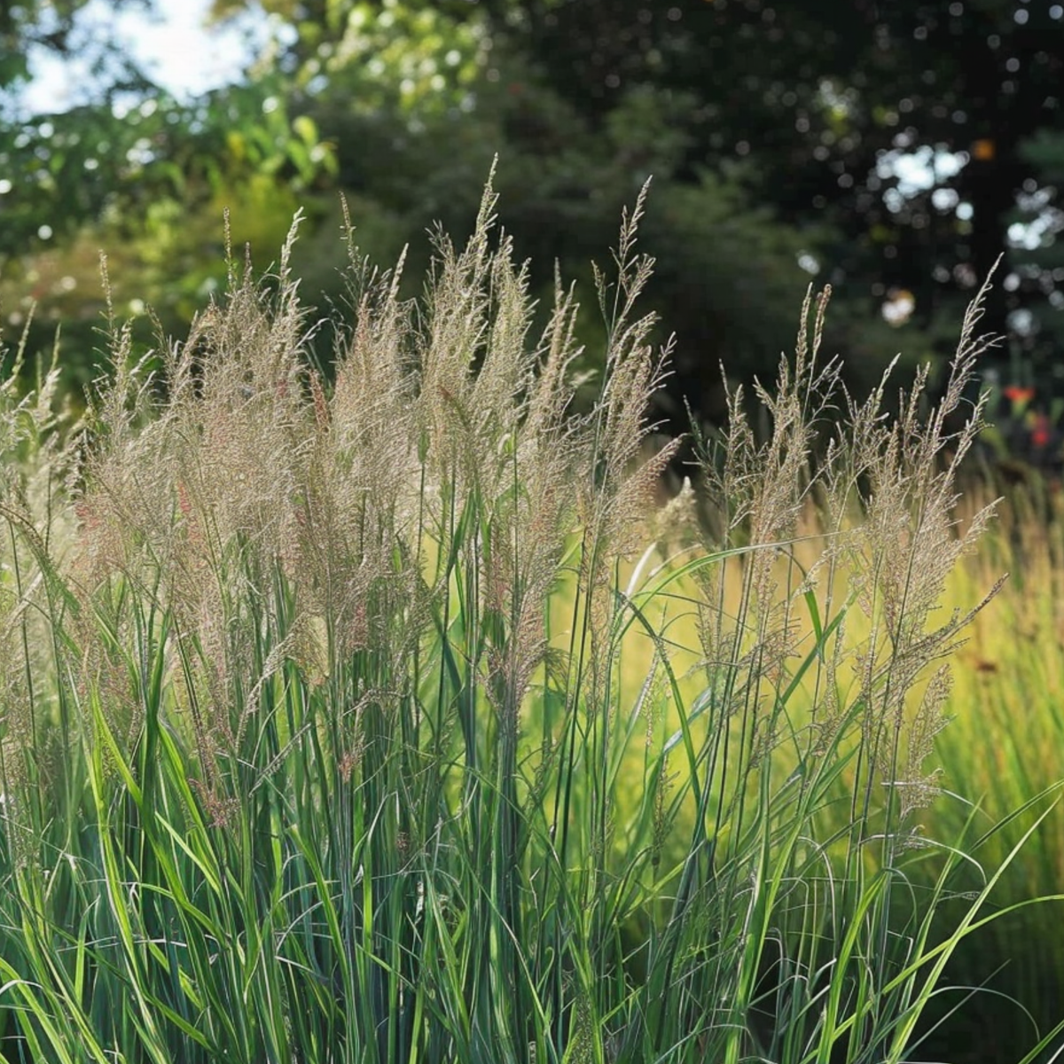 Panicum virgatum 'Northwind' - 2er-Set - Fingergras