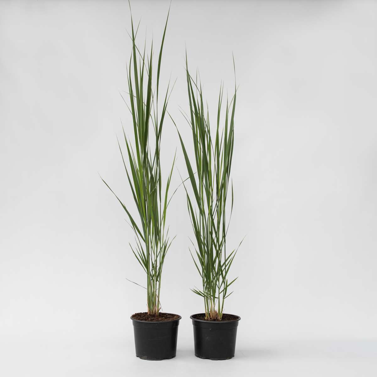 Panicum virgatum 'Northwind' - 2er-Set - Fingergras