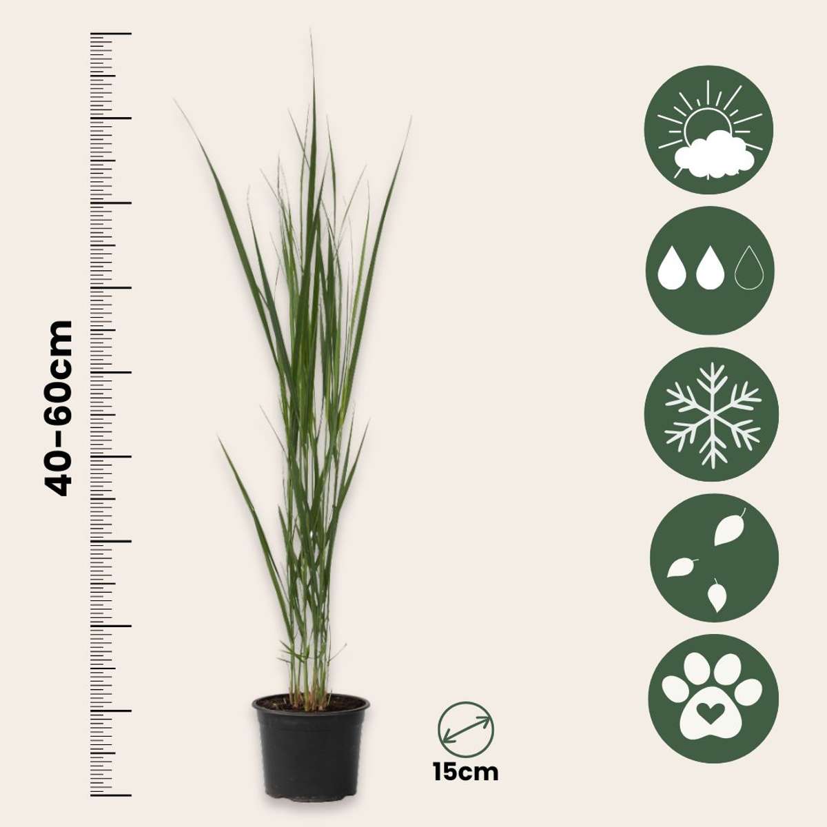 Panicum virgatum 'Northwind' - 2er-Set - Fingergras