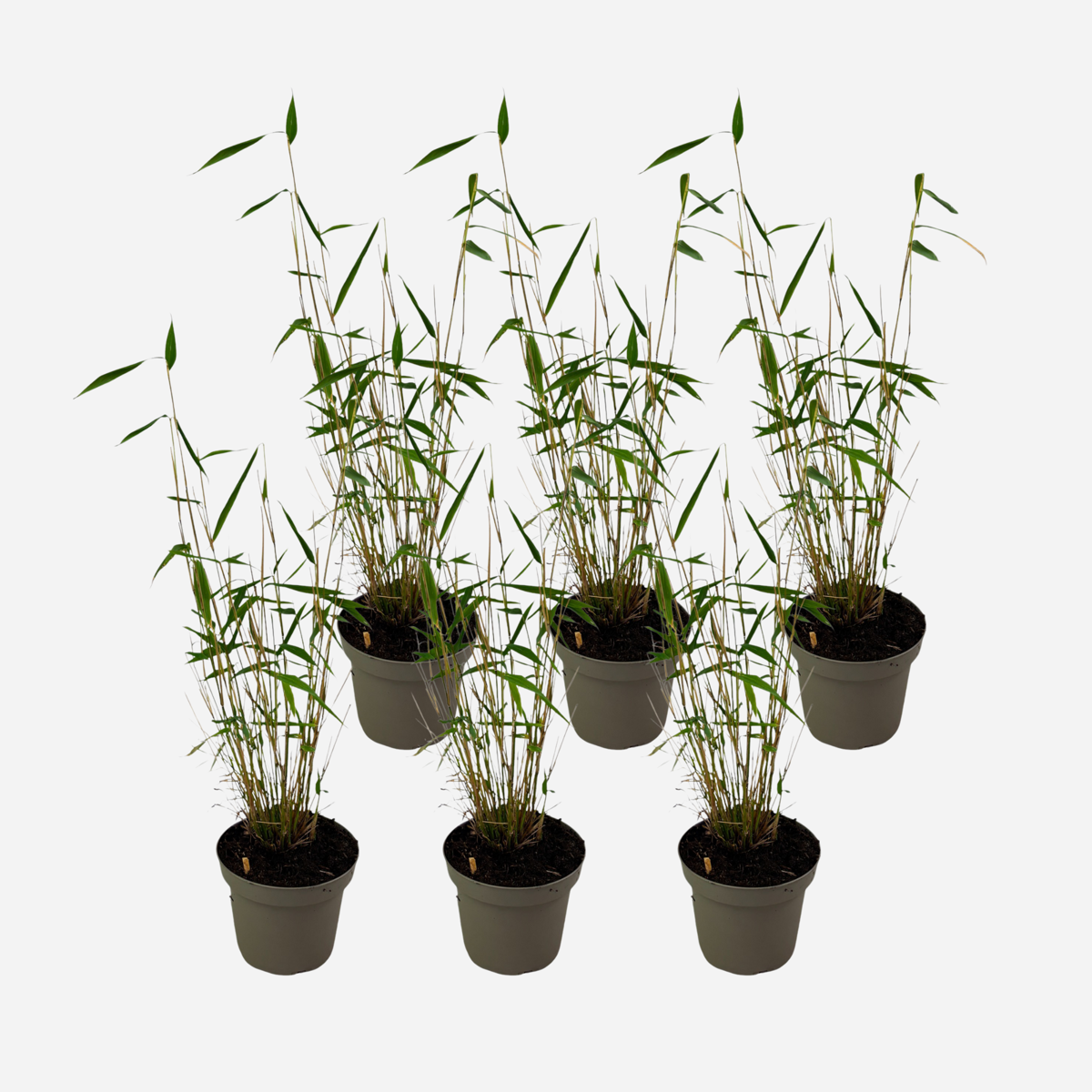 Fargesia papyrifera 'Blue Dragon' - 6 stuks - Blauwe Bamboe
