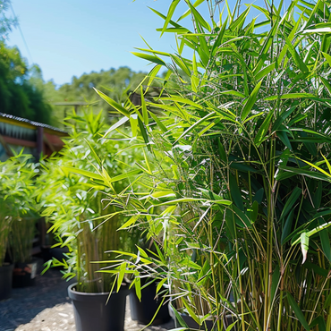 Fargesia nitida 'Black Dragon' - 3 Stück - Bambus