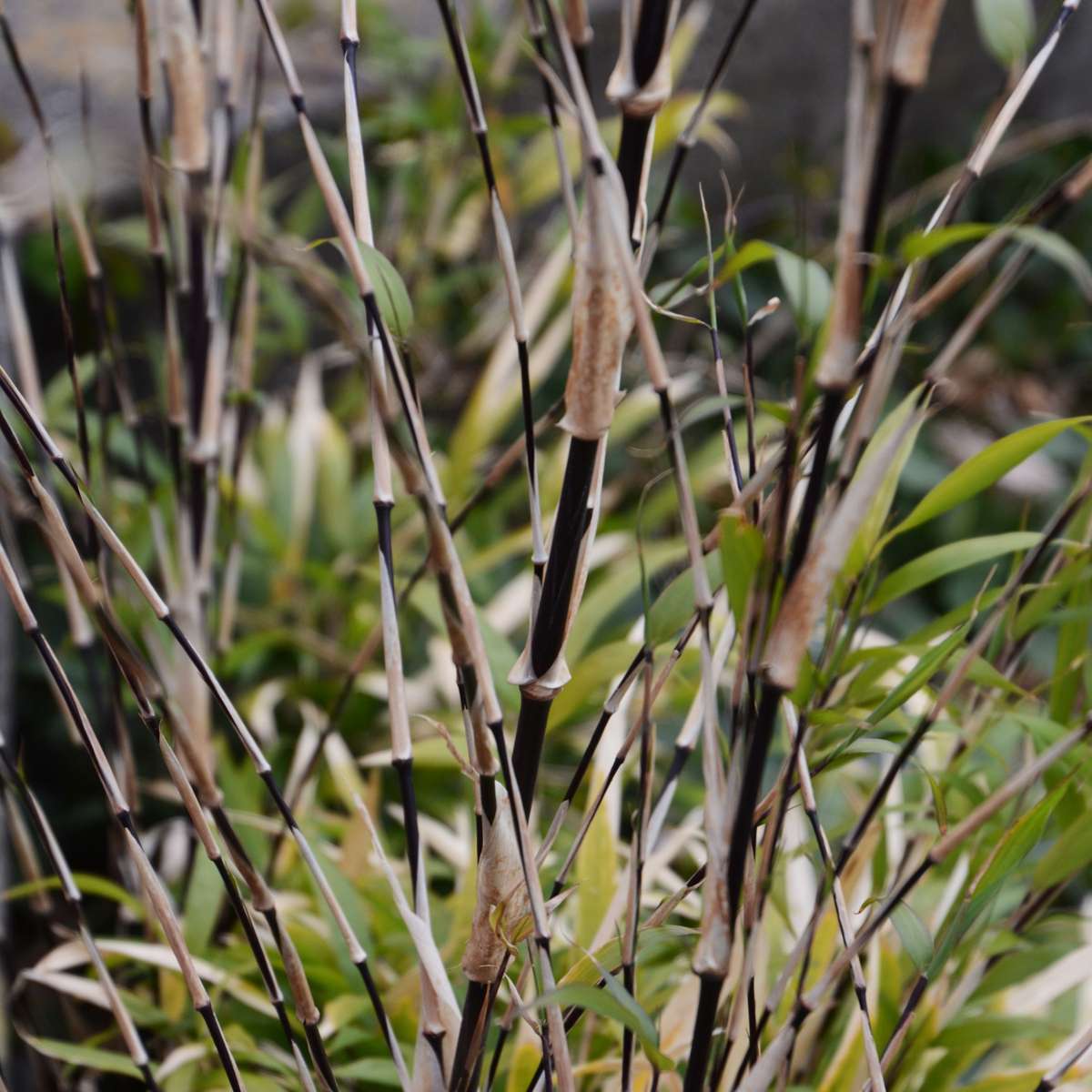 Fargesia nitida 'Black Dragon' - 3 Stück - Bambus