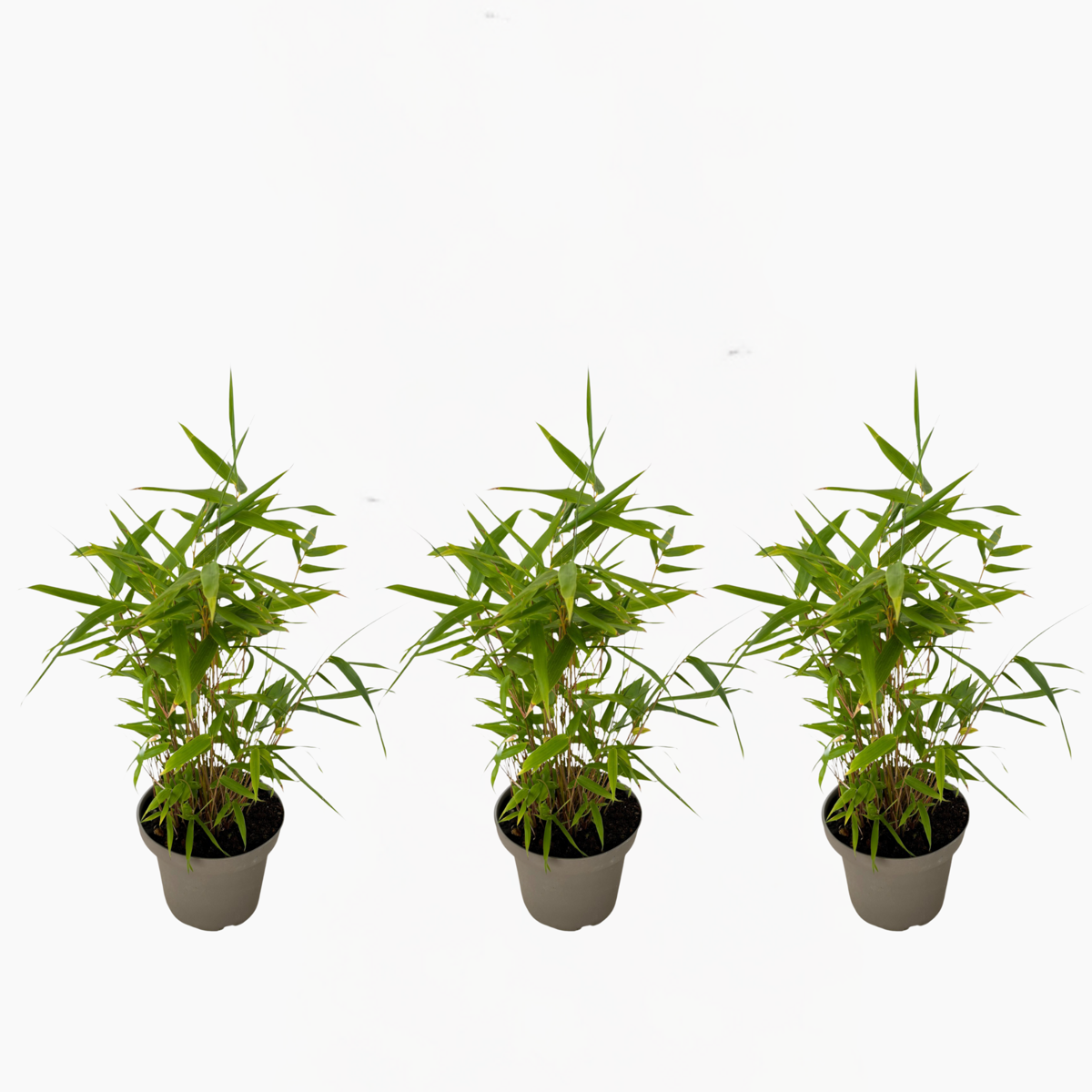 Fargesia nitida 'Black Dragon' - 3 Stück - Bambus