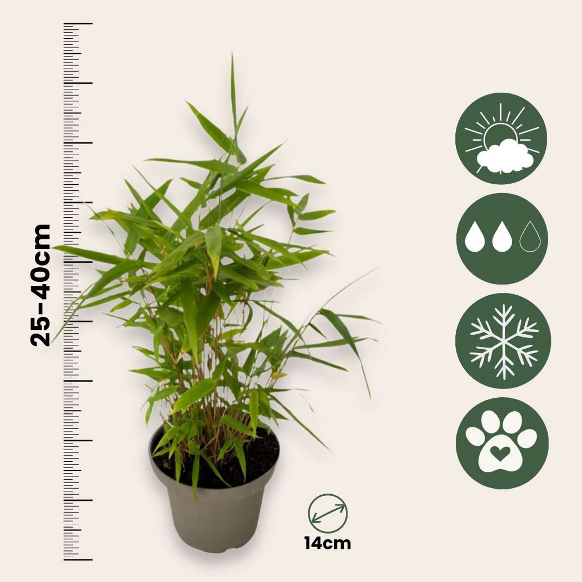 Fargesia nitida 'Black Dragon' - 6 Stuks - Bamboe