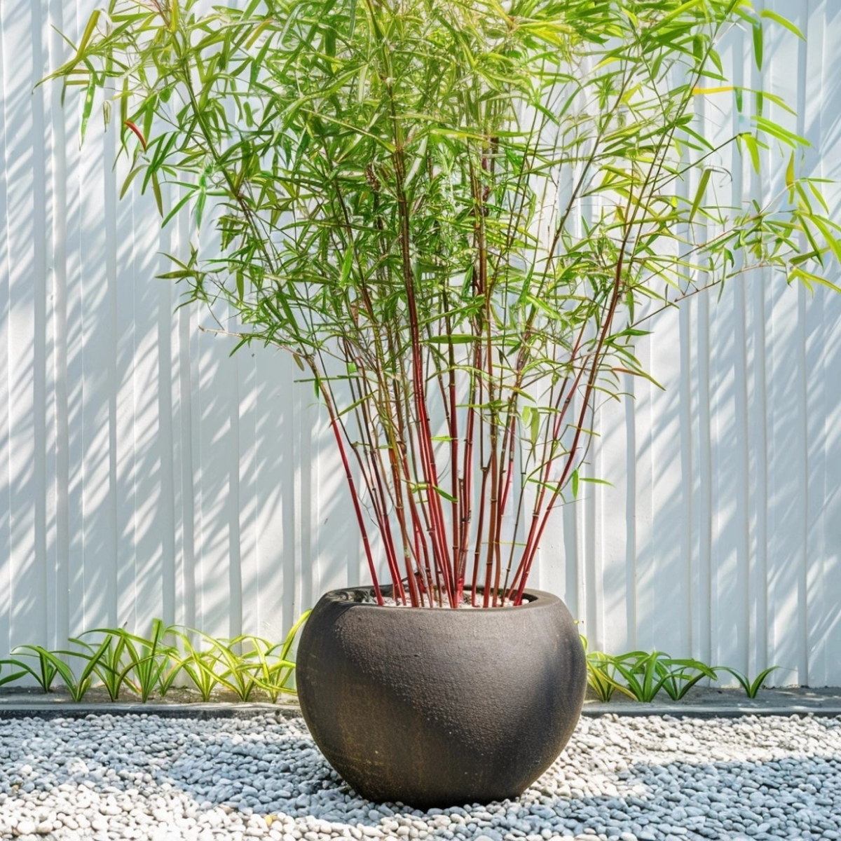 Fargesia Asian - Set van 3 - Bamboe