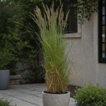 Calamagrostis Overdam – Ziergras