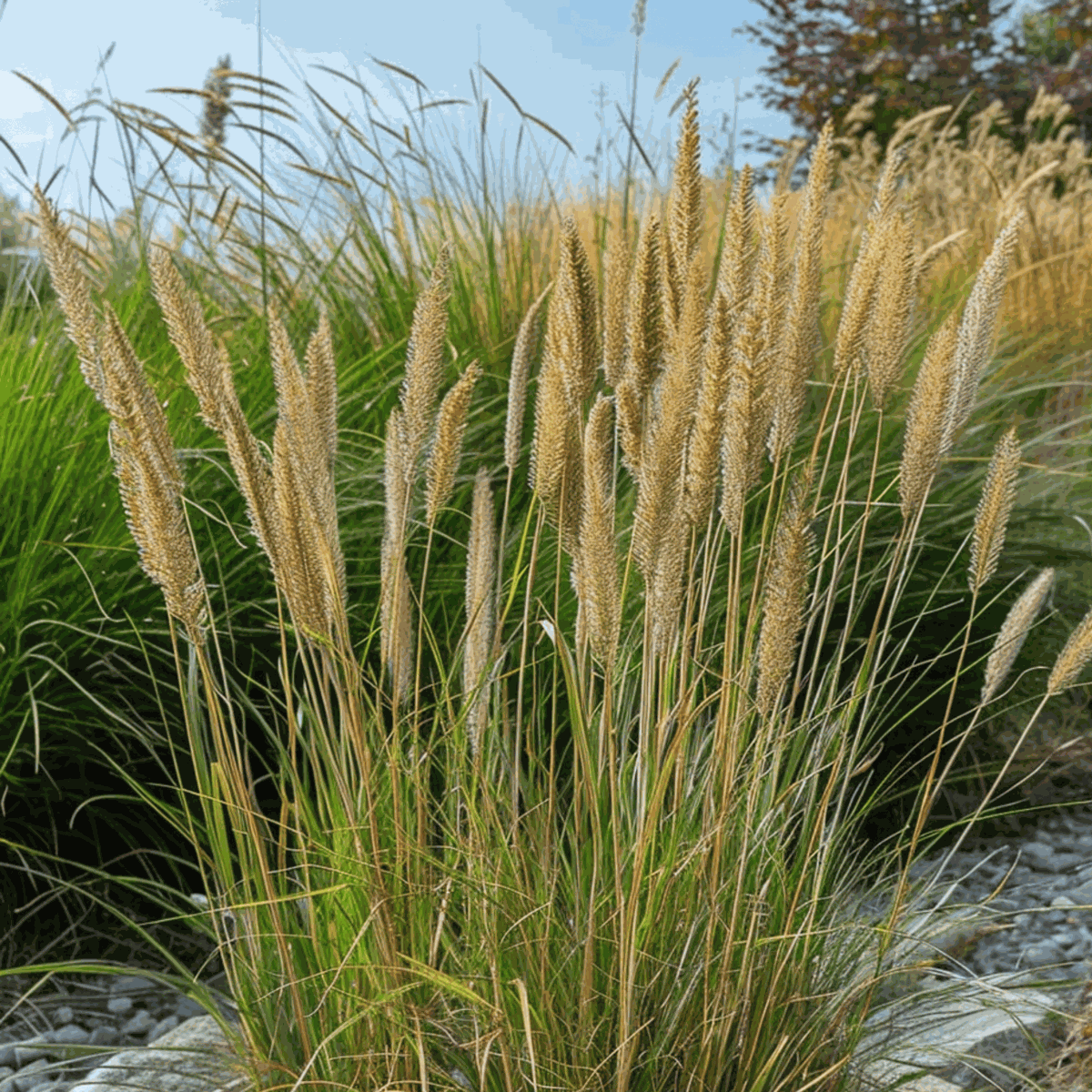 Calamagrostis Overdam – Ziergras