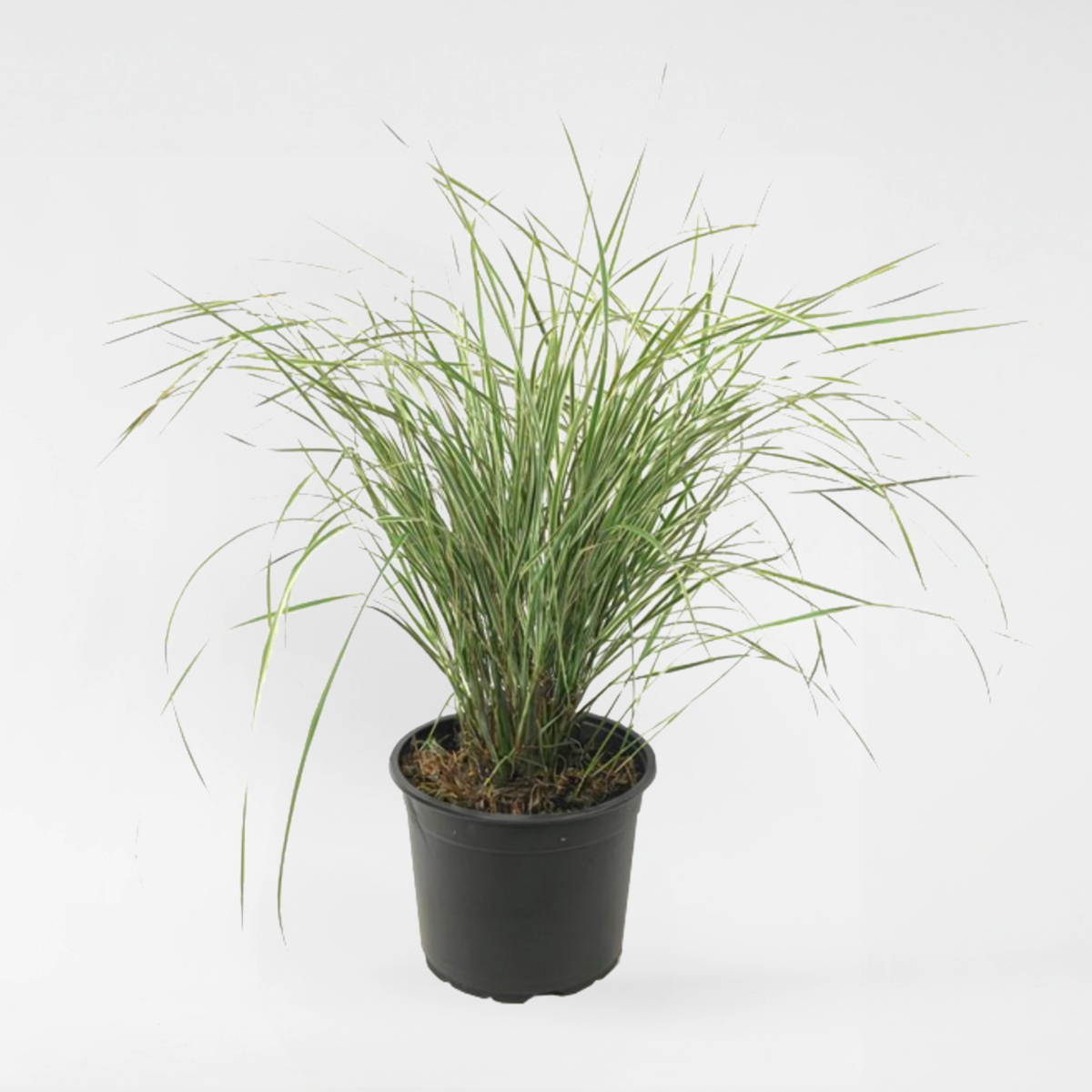 Calamagrostis Overdam – Ziergras