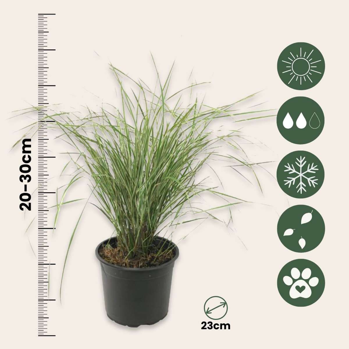 Calamagrostis Overdam – Ziergras