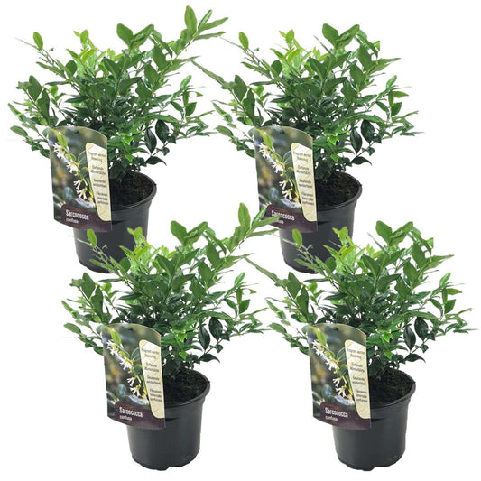 Sarcococca Confusa - 4er-Set - Fleischbeere