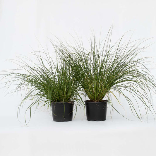 Pennisetum alopecuroides Hameln - 2er-Set - Ziergras