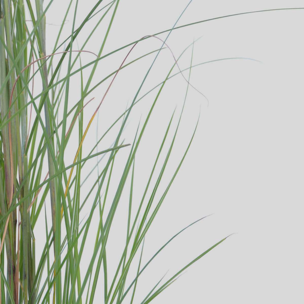 Miscanthus Gracilimus - Siergras