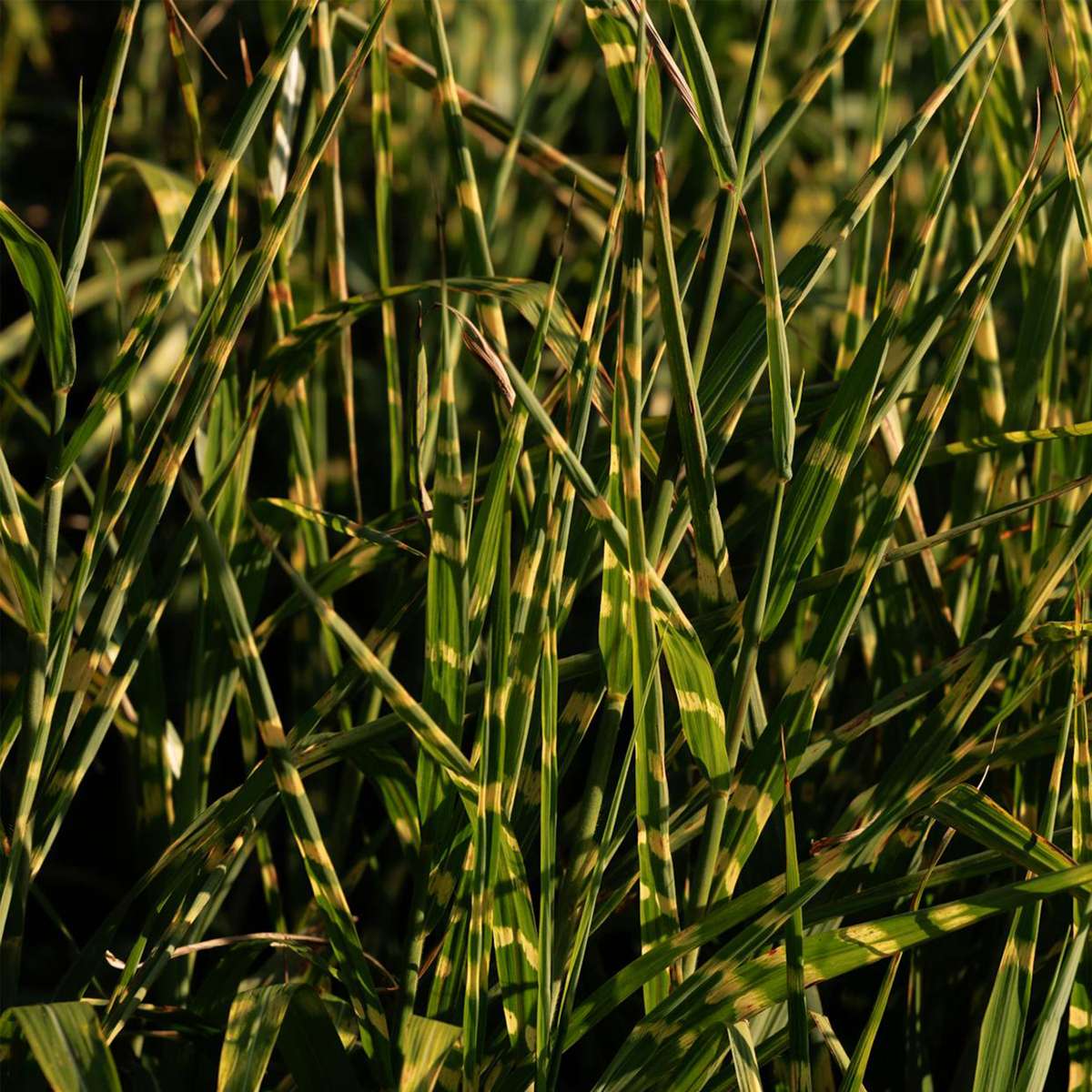 Miscanthus Zebrinus - Siergras - Set van 2