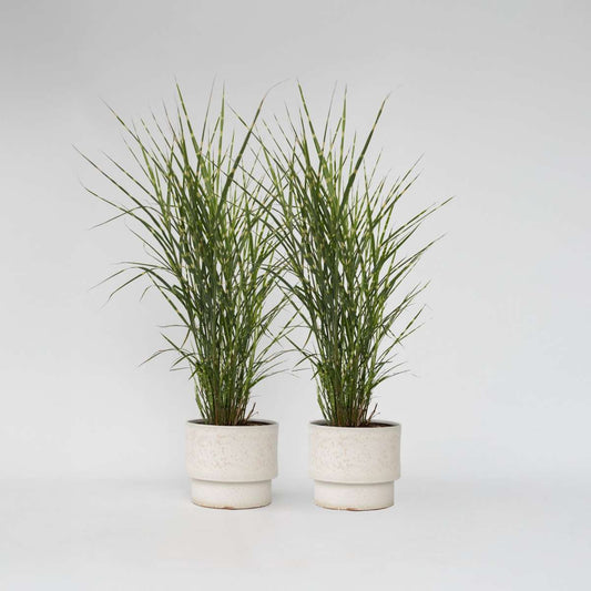 Miscanthus Zebrinus - Siergras - Set van 2
