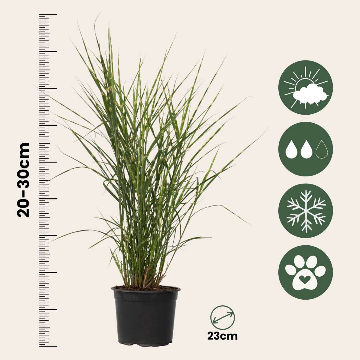 Miscanthus Zebrinus - Siergras - Set van 2