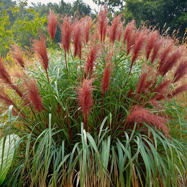 Miscanthus sinensis 'Red Chief' - Ziergras