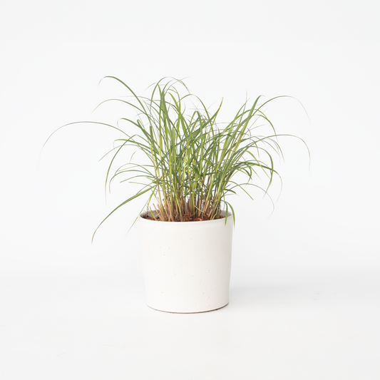 Miscanthus sinensis 'Red Chief' - Ziergras