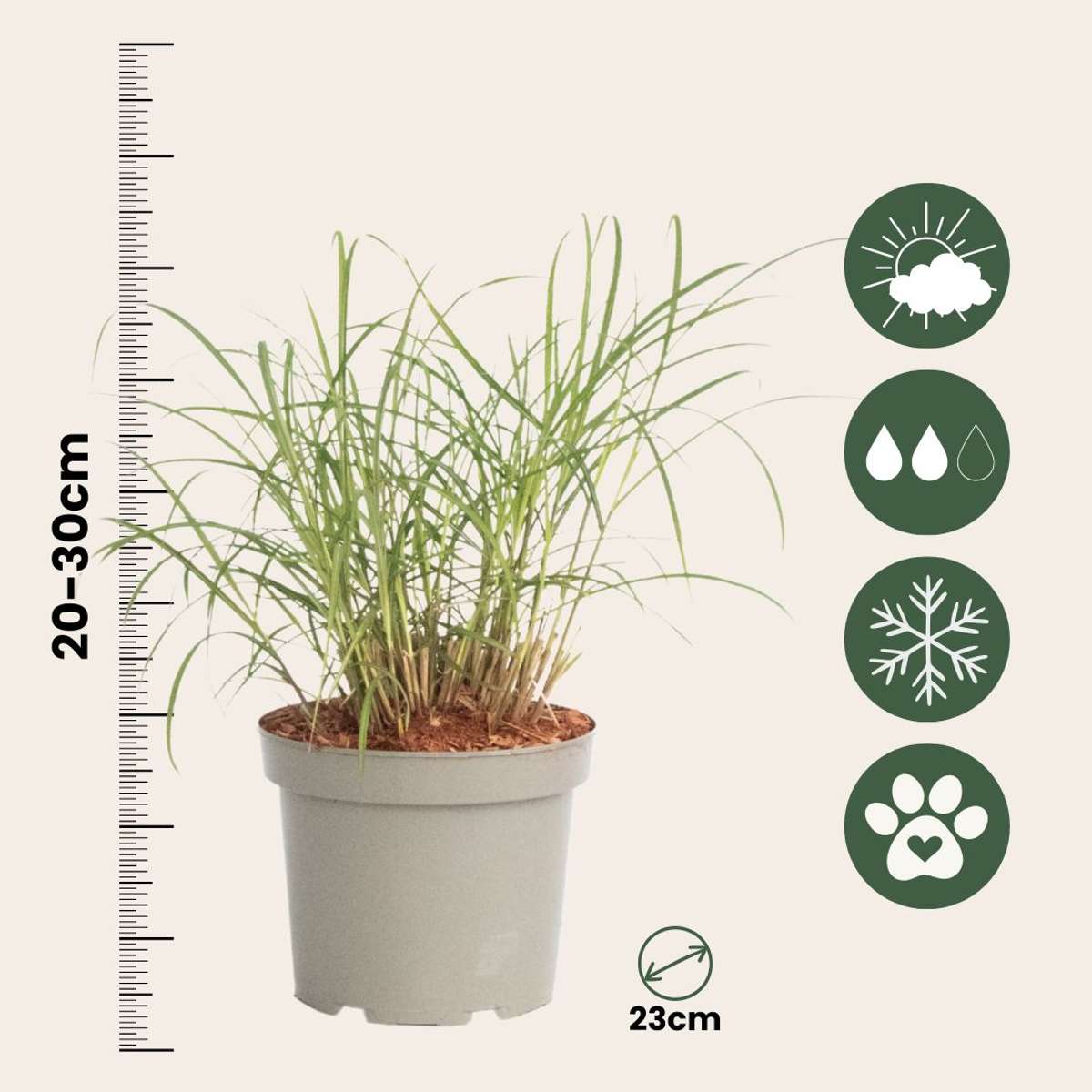 Miscanthus sinensis 'Red Chief' - Siergras