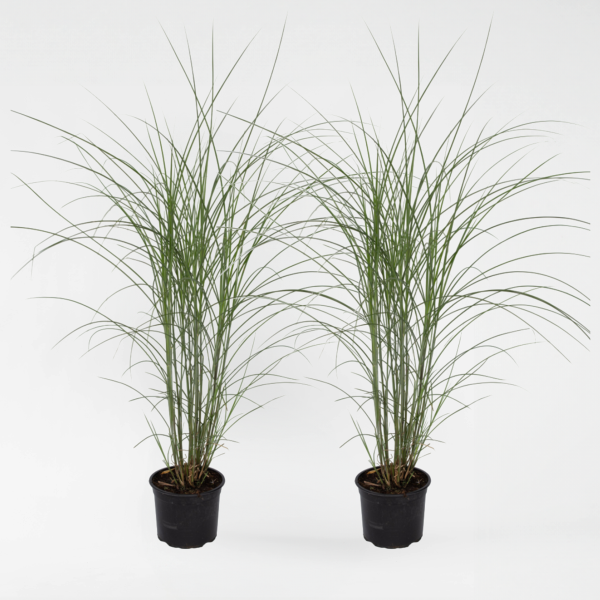Miscanthus sinensis 'Kleine Silberspinne' - Set van 2
