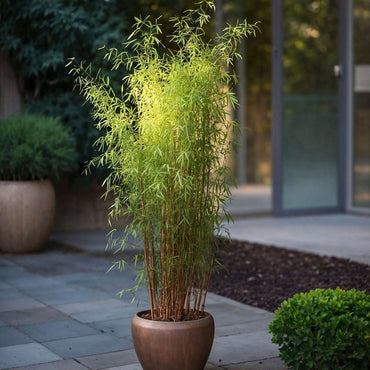 Fargesia 'Red Dragon' - 2er-Set - Roter Bambus