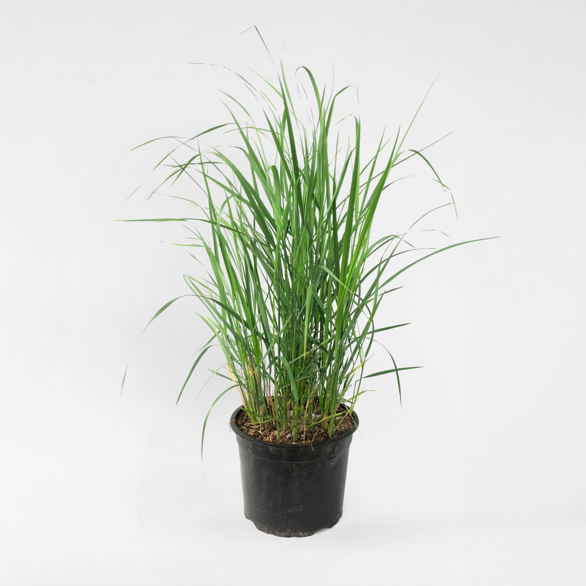 Calamagrostis 'Karl Foerster' - Ziergras