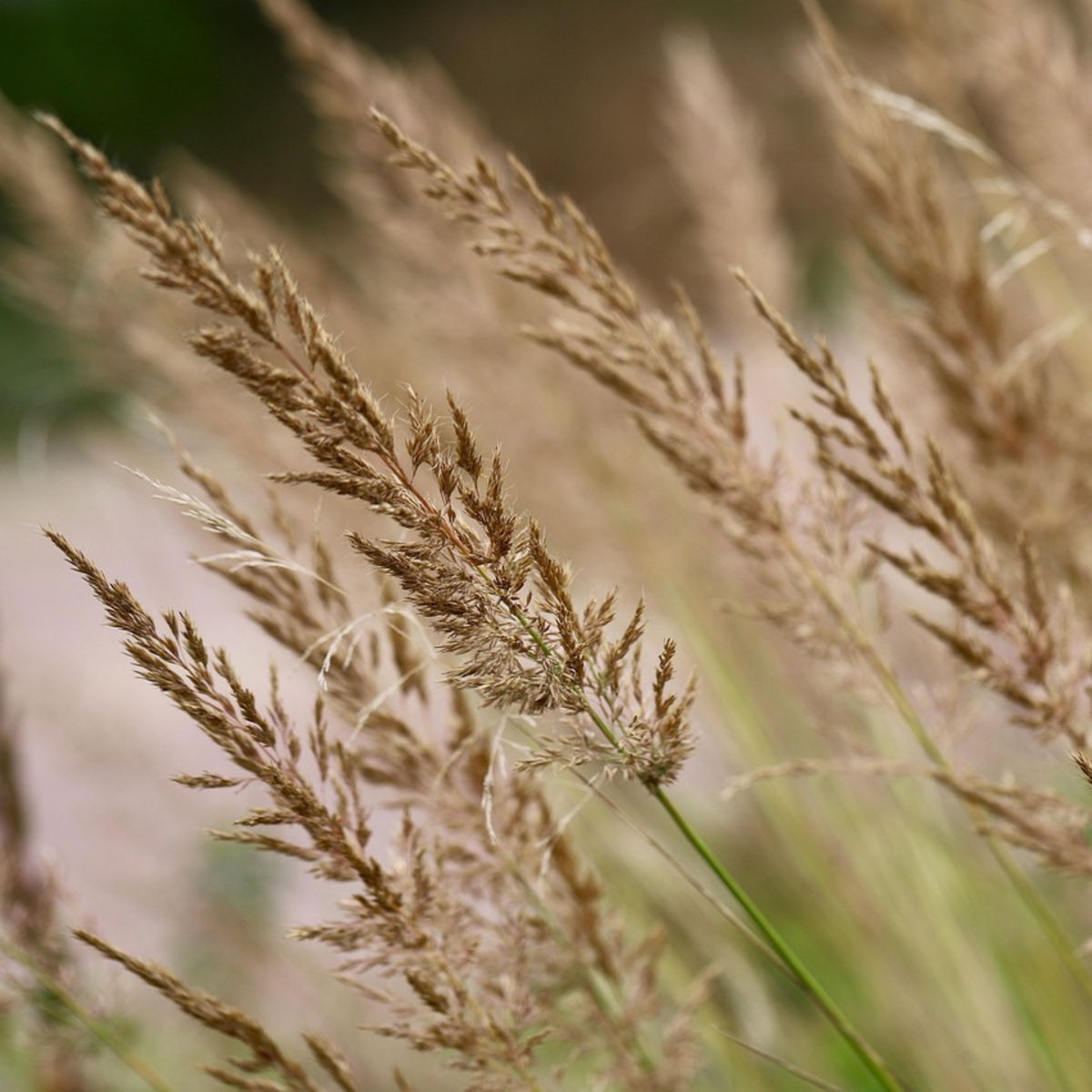 Calamagrostis 'Karl Foerster' - 2er-Set - Ziergras
