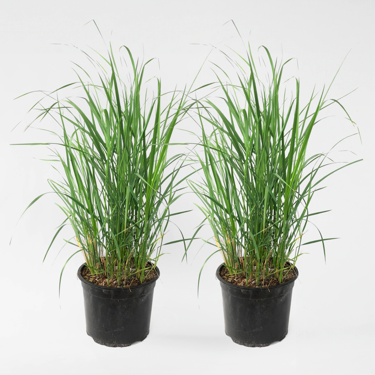 Calamagrostis 'Karl Foerster' - 2er-Set - Ziergras