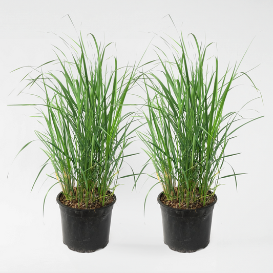 Calamagrostis 'Karl Foerster' - Set van 2 - Siergras