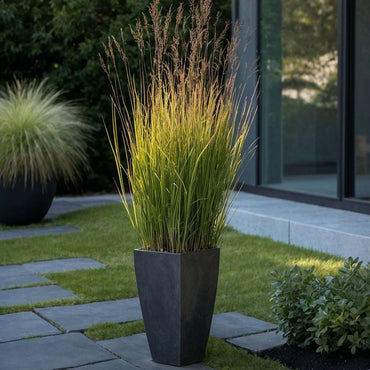 Panicum virgatum 'Heavy Metal' - Fingergras