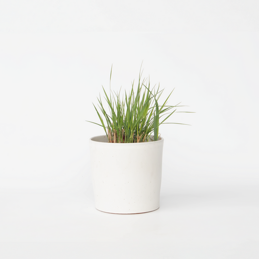 Panicum virgatum 'Heavy Metal' - Fingergras