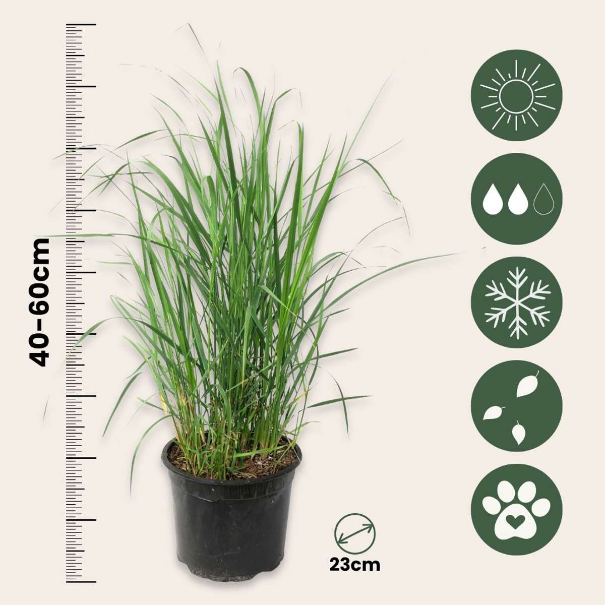 Panicum virgatum 'Heavy Metal' - 2er-Set - Fingergras