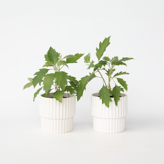 Hydrangea 'Ice Crystal' - 2 Stuks - Hortensia