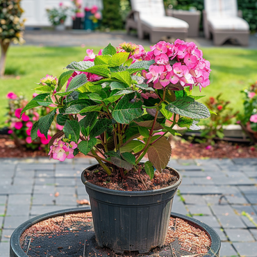 Hortensie 'Dare Devil' - Hortensie