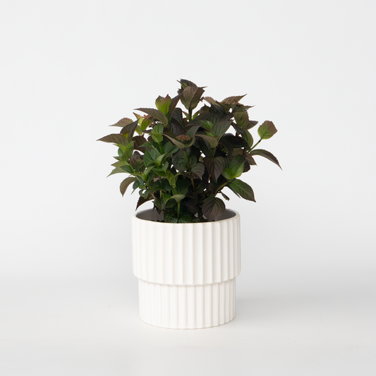 Hortensie 'Dare Devil' - Hortensie