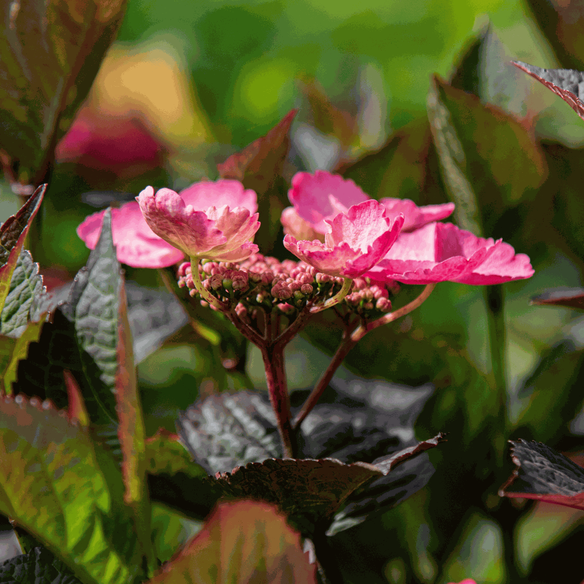 Hortensie 'Dare Devil' - 2 Stück - Hortensie