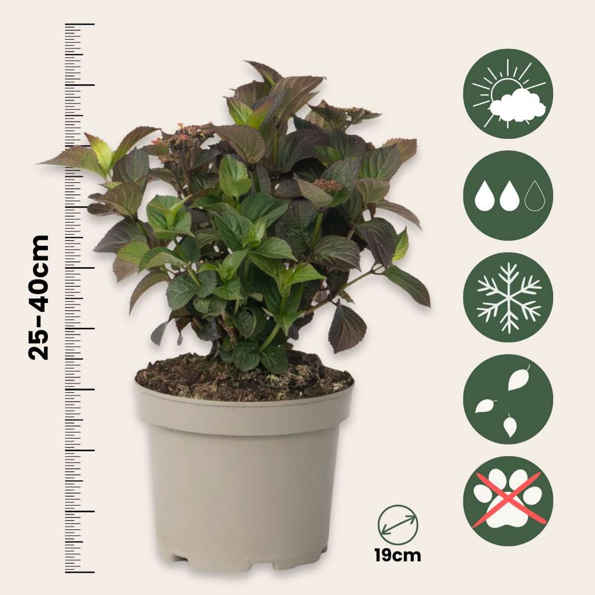 Hortensie 'Dare Devil' - 2 Stück - Hortensie