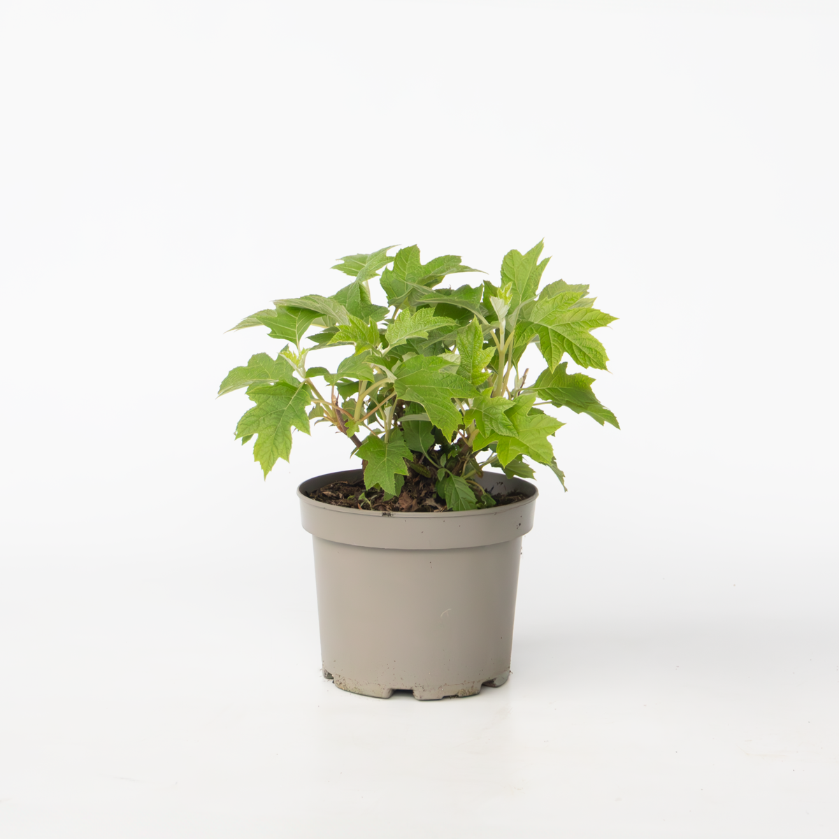 Hortensie 'Toy Soldier' - Hortensie