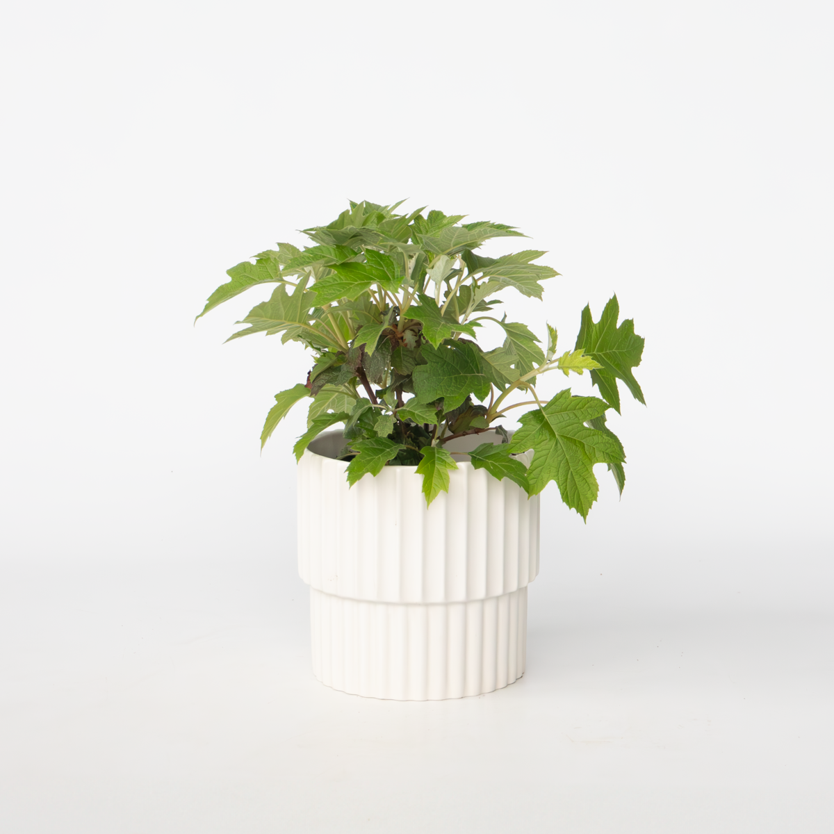 Hortensie 'Toy Soldier' - Hortensie