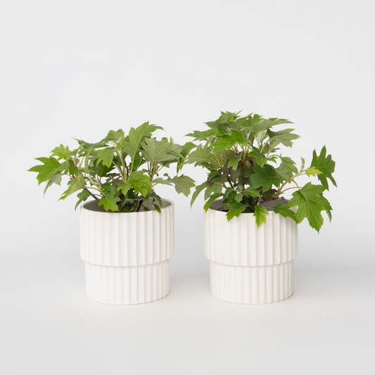 Hydrangea 'Toy Soldier' - 2 Stuks - Hortensia