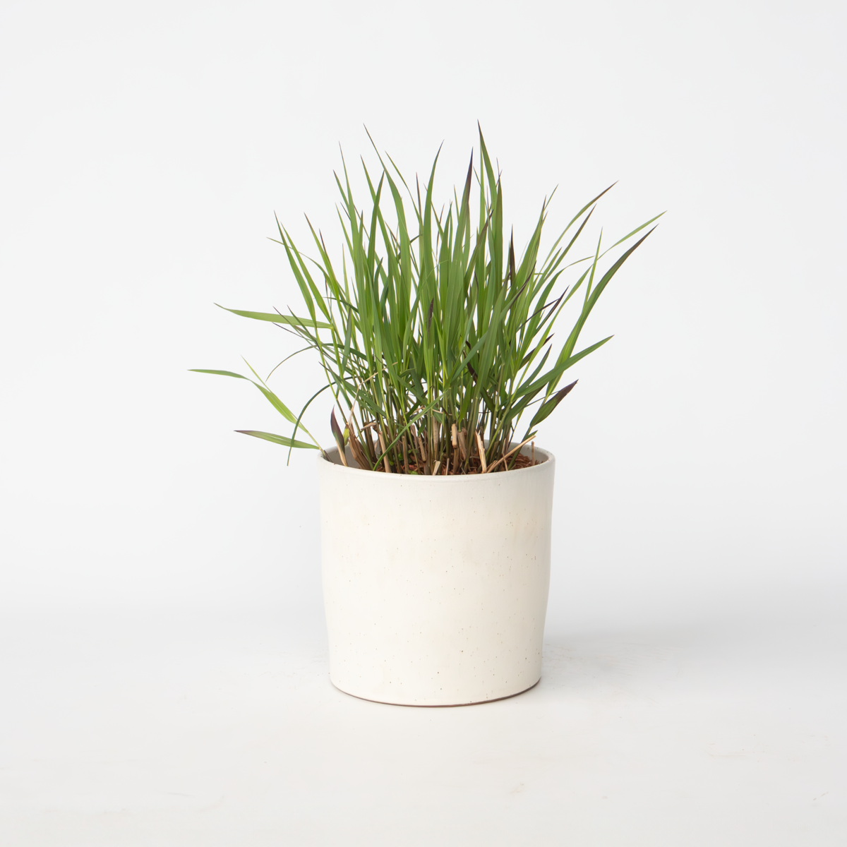 Panicum virgatum 'Squaw' - Fingergras