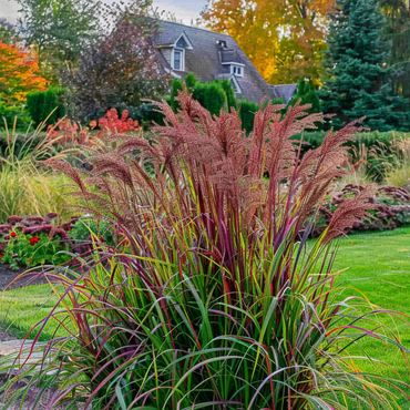 Panicum virgatum 'Squaw' - 2 stuks - Siergras