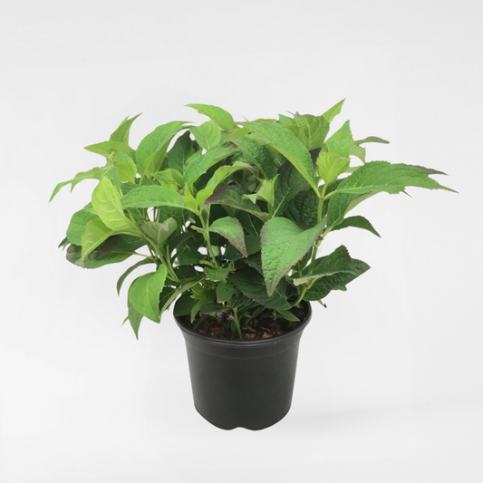 Hortensie 'Zomerglans' - Hortensie - Blau