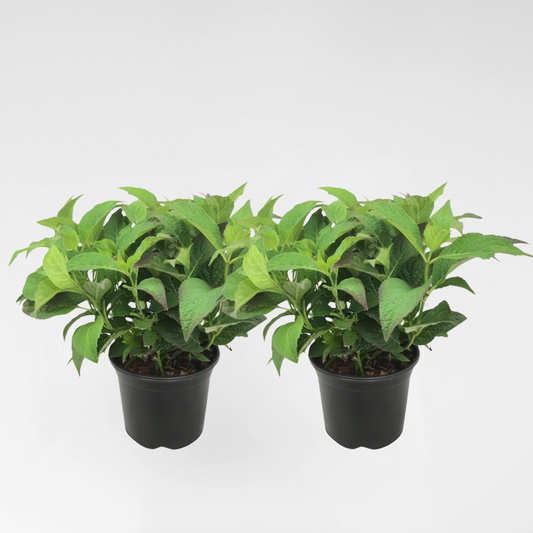 Hortensie 'Zomerglans' - 2er-Set - Hortensia