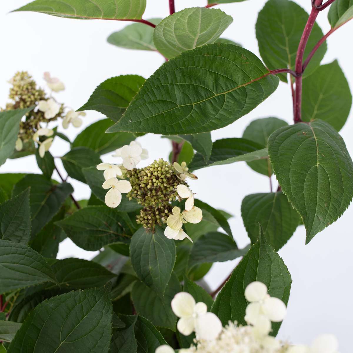 Hydrangea Early Harry - Pluimhortesia