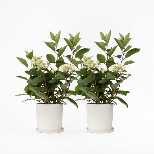 Hortensie Early Harry - 2er-Set - Hortensie