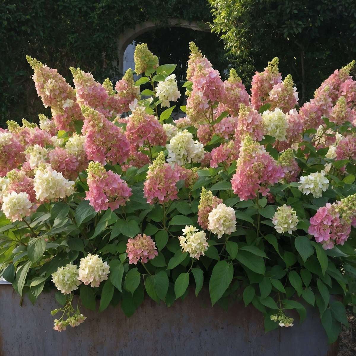 Hortensie 'Candlelight' - 2 Stück - Hortensie