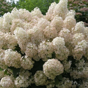 Hydrangea 'Bobo' - Rispenhortensie