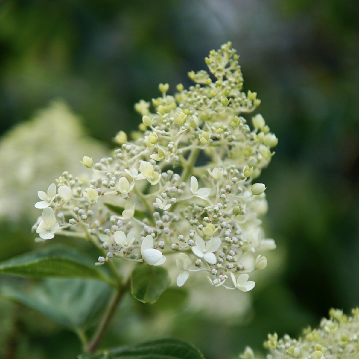Hortensie 'Bobo' - 2er-Set - Federhortensie