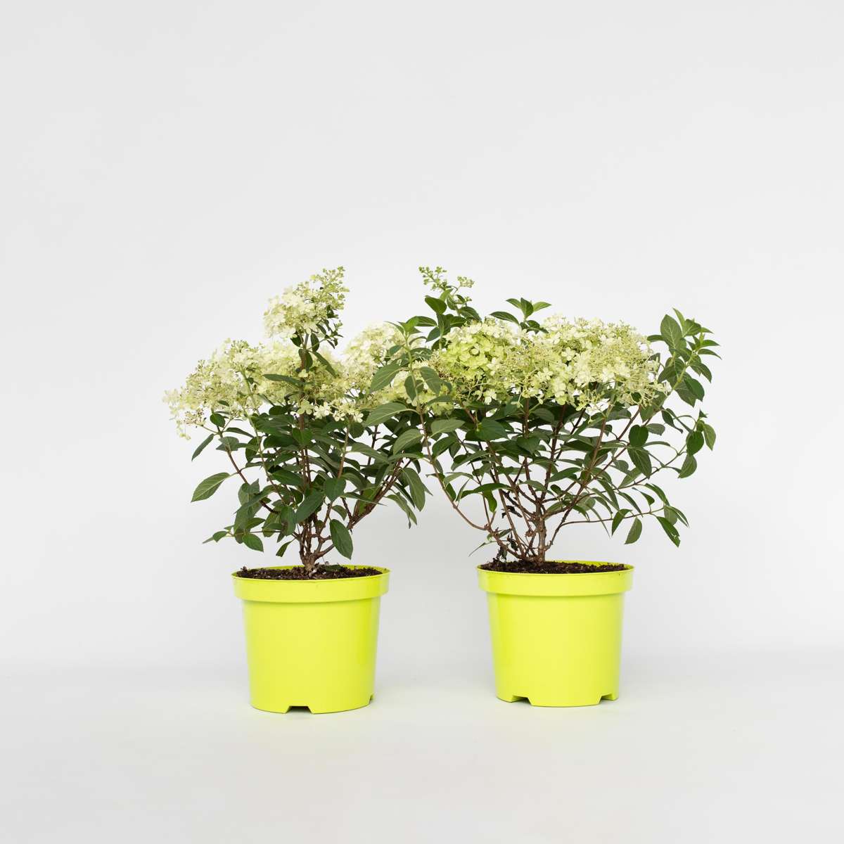 Hortensie 'Bobo' - 2er-Set - Federhortensie
