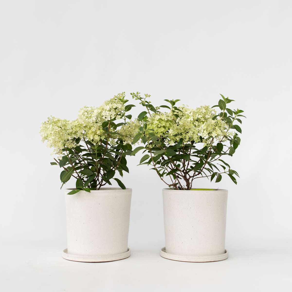 Hortensie 'Bobo' - 2er-Set - Federhortensie